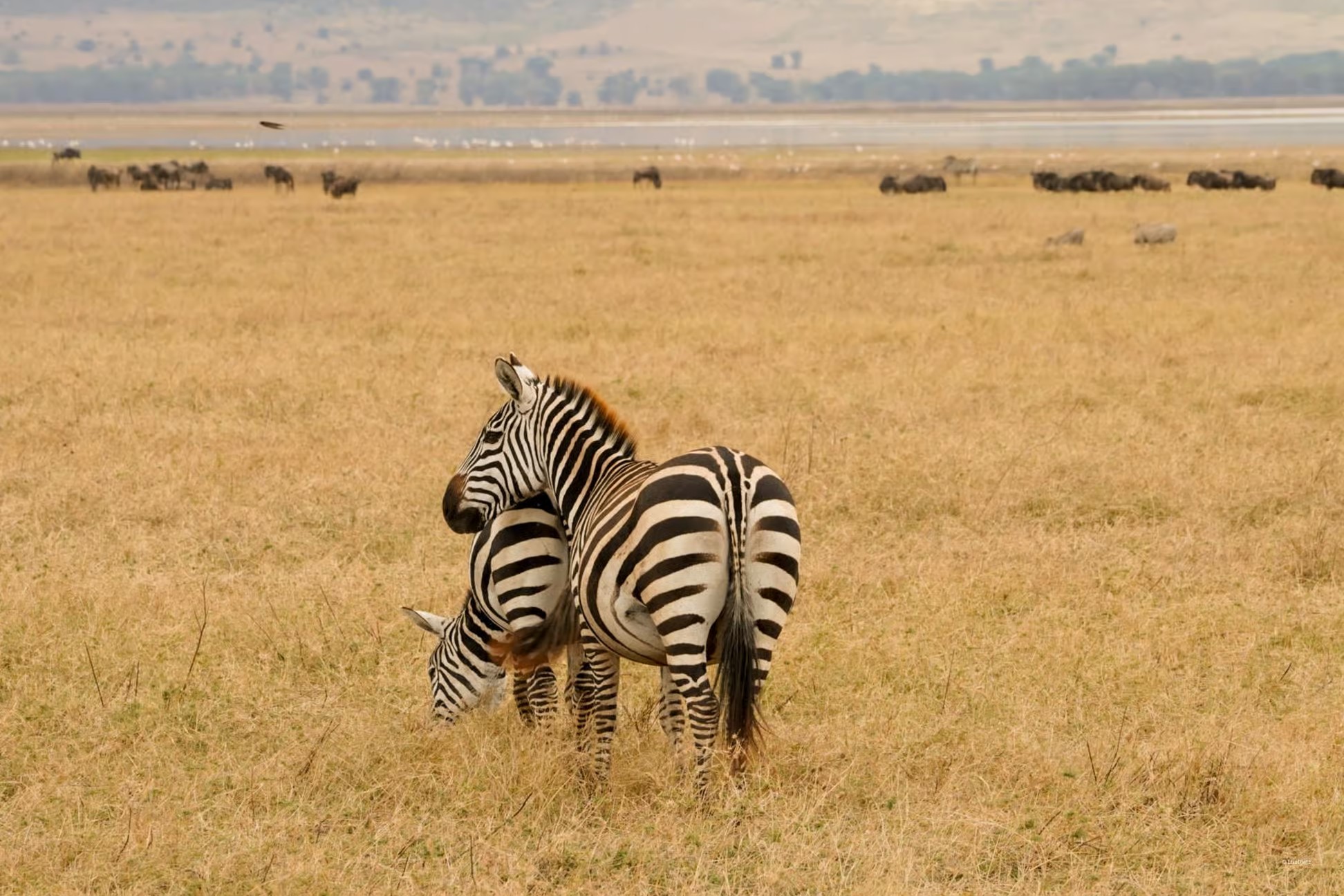 3 Days Serengeti and Ngorongoro Safari