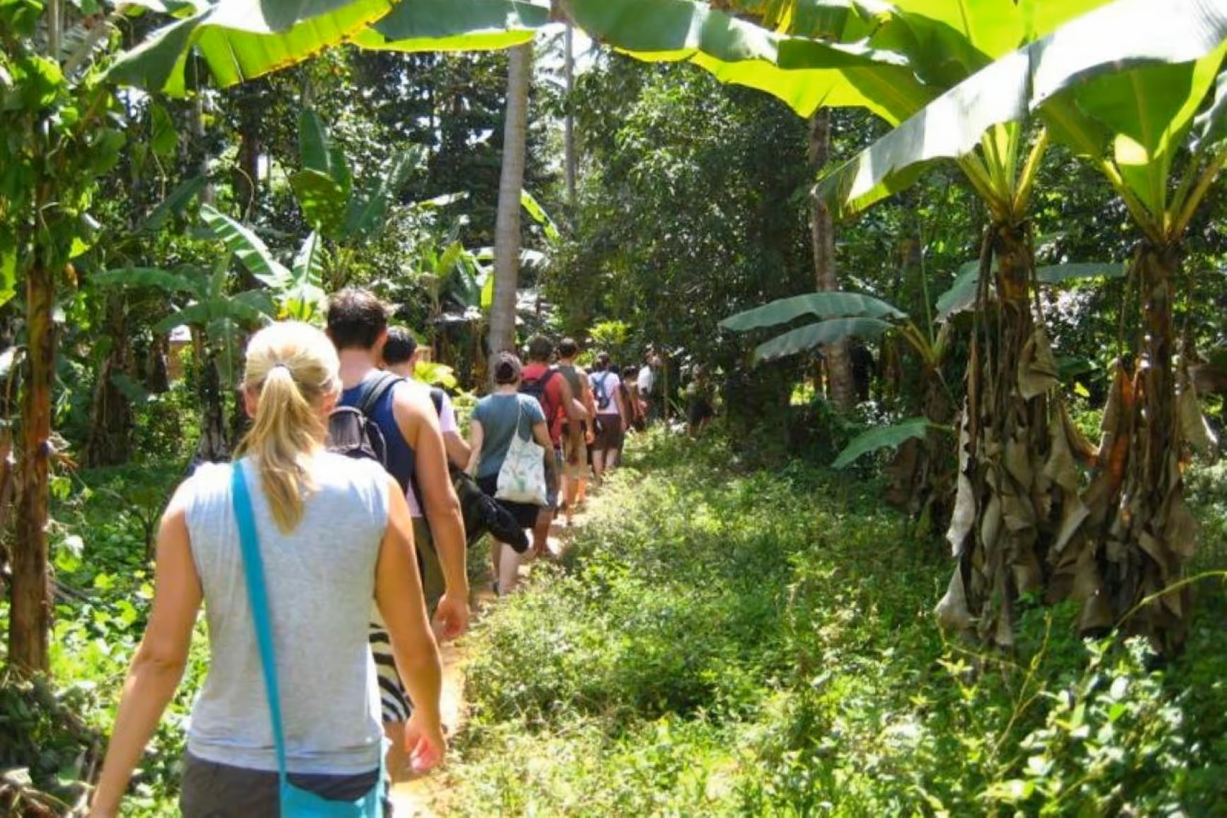 Spice Farms Tour - Zanzibar Spice Plantations and Aromas